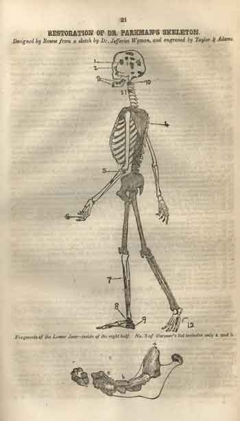Restoration of Dr. Parkman's skeleton illustration.