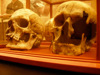 New Skulls